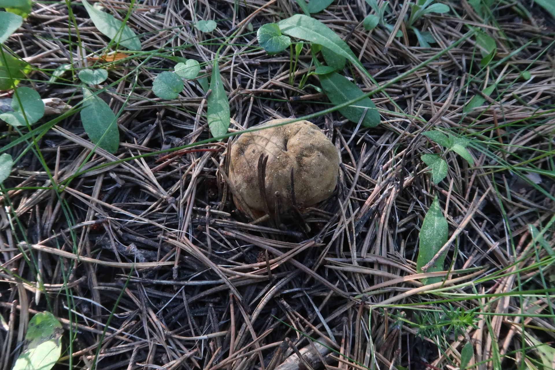 Neoboletus erythropus - 1 - IMG_5257